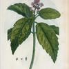 Aucuba Japonica = Aucuba du Japon. [Gold-Dust plant of Dogwood family]
