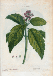 Aucuba Japonica = Aucuba du Japon. [Gold-Dust plant of Dogwood family]