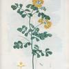 Coronilla glauca = Coronille glauque. {Sea-green, Day smelling Coronilla or Crown vetch