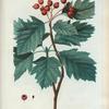 Cratægus torminalis = Alisier des bois. [Hawthorn]