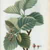 Cratægus latifolia = Alisier de fontainebleau. [Hawthorn]