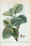 Cratægus latifolia = Alisier de fontainebleau. [Hawthorn]