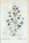 Mirbelia reticulata = Mirbelia reticulé.