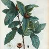 Mespilus communis = Neflier commun.