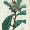 Mespilus Japonica = Neflier du Japon. [Japanese medlar or Loquat]