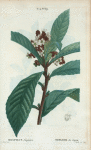 Mespilus Japonica = Neflier du Japon. [Japanese medlar or Loquat]
