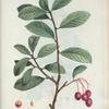 Mespilus prunifolia = Neflier à feuil. de prunier. {Plumleaf crab apple