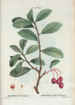 Mespilus prunifolia = Neflier à feuil. de prunier. {Plumleaf crab apple