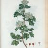 Mespillus oxyacantha = Neflier aubépine. [Common Hawthorn]