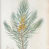 Persoonia linearis = Persoonia à flles. linéaires. [Narrow-leaved geebung, named after Christian Persoon]