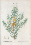 Persoonia linearis = Persoonia à flles. linéaires. [Narrow-leaved geebung, named after Christian Persoon]
