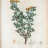 Medicago arborea = Luzerne en arbre. [Moon trefoil or Shrubby medick]