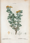 Medicago arborea = Luzerne en arbre. [Moon trefoil or Shrubby medick]