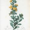 Rafnia triflora = Rafnia à trois fleurs.