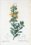 Rafnia triflora = Rafnia à trois fleurs.