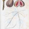 Ficus = Figuier. [Core of common fig]