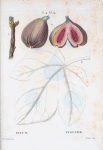 Ficus = Figuier. [Core of common fig]
