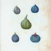 Ficus = Figues. [Ficus carica. 5 more varities of common fig]