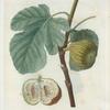 Ficus = Figuier. [Fig of Argenteuil, of Marseilles with leaf]