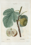 Ficus = Figuier. [Fig of Argenteuil, of Marseilles with leaf]
