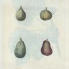 Ficus = Figues. {Figs