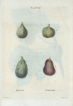 Ficus = Figues. {Figs