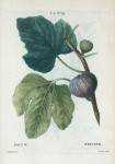 Ficus = Figuier. [Figs with leaves]
