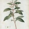 Pittosporum undulatum = Pittosporum ondulé. [Victorian box, Mock orange, Cheesewood]