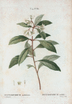 Pittosporum undulatum = Pittosporum ondulé. [Victorian box, Mock orange, Cheesewood]