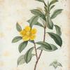 Dillenia scandens = Dillenia sarmenteux. [Type of evergreen tree]