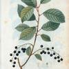 Cerasus padus = Cerisier à grappes. [Bird cherry]