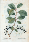 Cerasus padus = Cerisier à grappes. [Bird cherry]