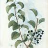 Cerasus mahaleb = Cerisier de Sainte Lucie. [English cherry, Rock cherry, St. Lucie cherry]