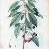 Cerasus avium = Cersier merisier. [Sweet cherry, Mazzard cherry]