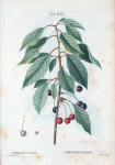 Cerasus avium = Cersier merisier. [Sweet cherry, Mazzard cherry]
