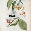 Cerasus = Cersier. [Bunch of cherries with leaves]