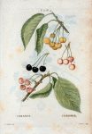 Cerasus = Cersier. [Bunch of cherries with leaves]