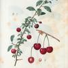 Cerasus = Cerisier. A. Cerise de Siberie.--B. Cerise du Nord.