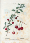 Cerasus = Cerisier. A. Cerise de Siberie.--B. Cerise du Nord.