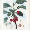 Cerasus = Cerisier. [Bunch of cherries on a tree branch]