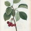 Cerasus = Cerisier. [Bunch of cherries on a tree branch]