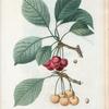 Cerasus = Cerisier. [Bunch of cherries on a tree branch]