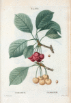 Cerasus = Cerisier. [Bunch of cherries on a tree branch]