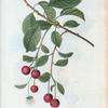 Cerasus semperflorens = Cerisier toujours fleuri. [Allsaints cherry]