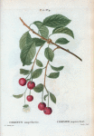Cerasus semperflorens = Cerisier toujours fleuri. [Allsaints cherry]