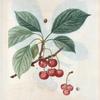 Cerasus = Cersier. A. Chery-Duke.--B. à Bouquet.