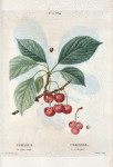 Cerasus = Cersier. A. Chery-Duke.--B. à Bouquet.