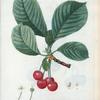 Cerasus = Cerisier. [Cherries and leaves]