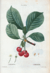 Cerasus = Cerisier. [Cherries and leaves]