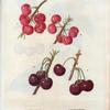Cerasus = Cerisier. A. Gros gobet. B. cer. à courte queue. C. Guindoux de Poitou. D. Cer. d'Espagne.